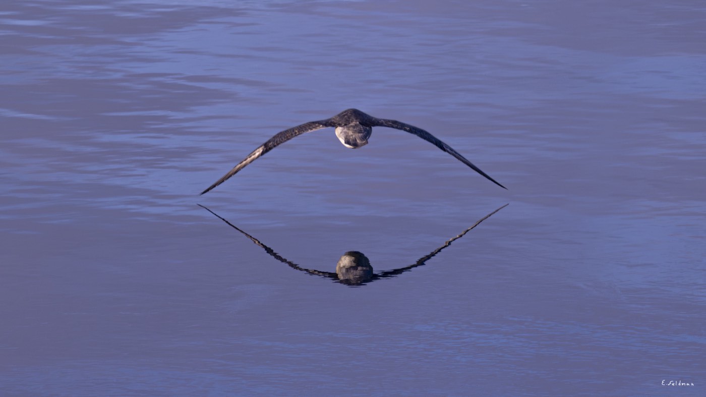 A bird in flight reflected in the water