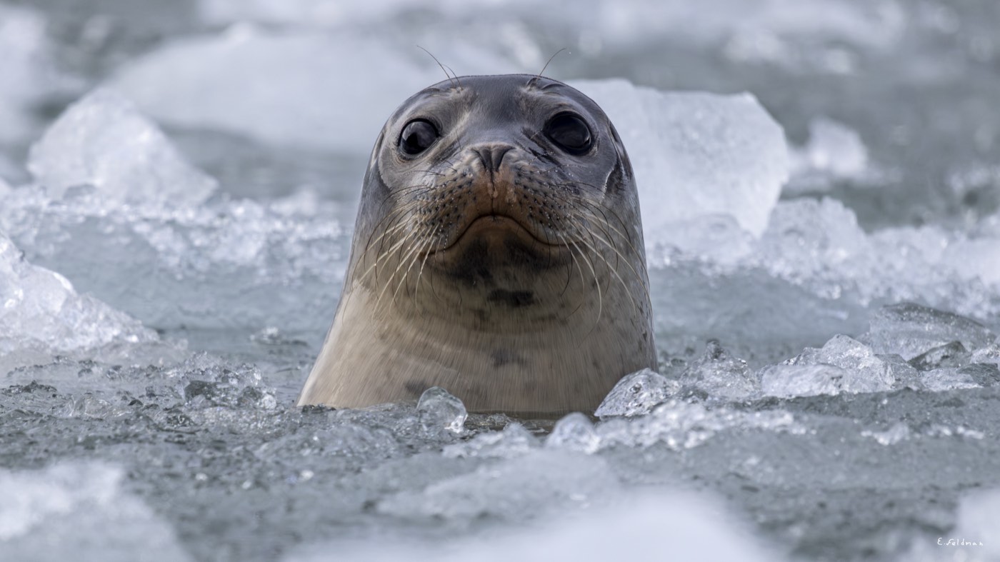 A seal peering out between chunks of ice