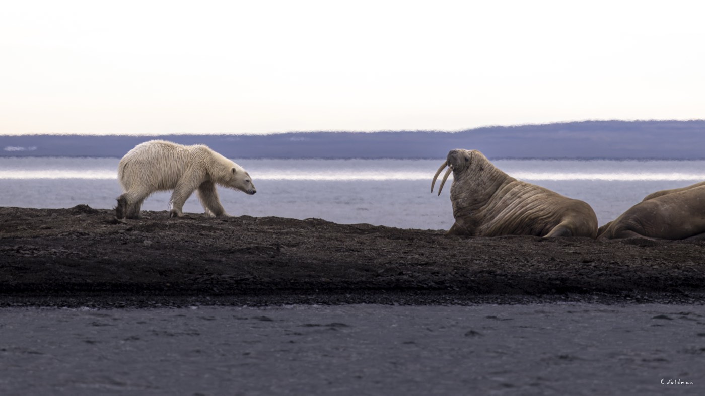 A polar bear walking past walruses on the shore